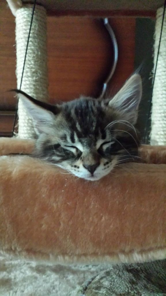 Кот мейн кун Куни (20140309_172257)