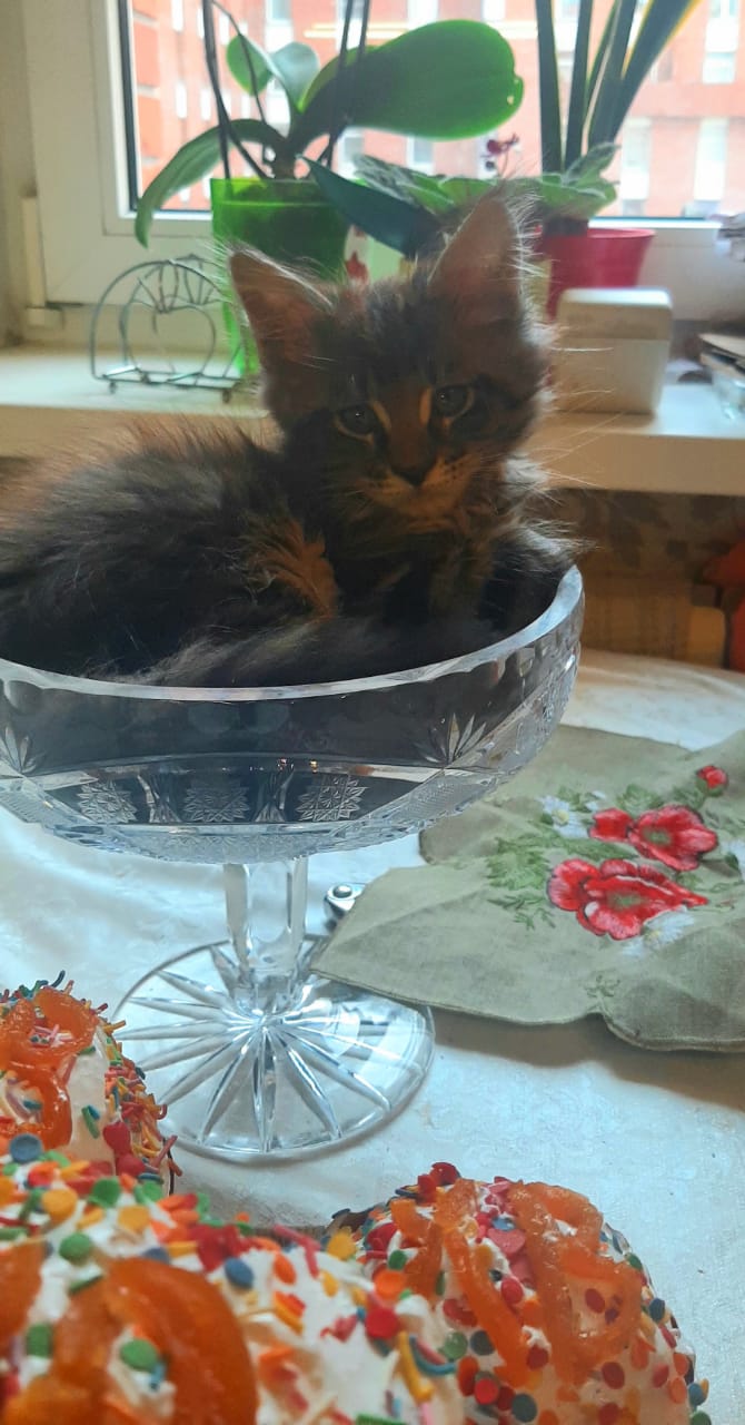 Кот мейн-кун Григорий (3)