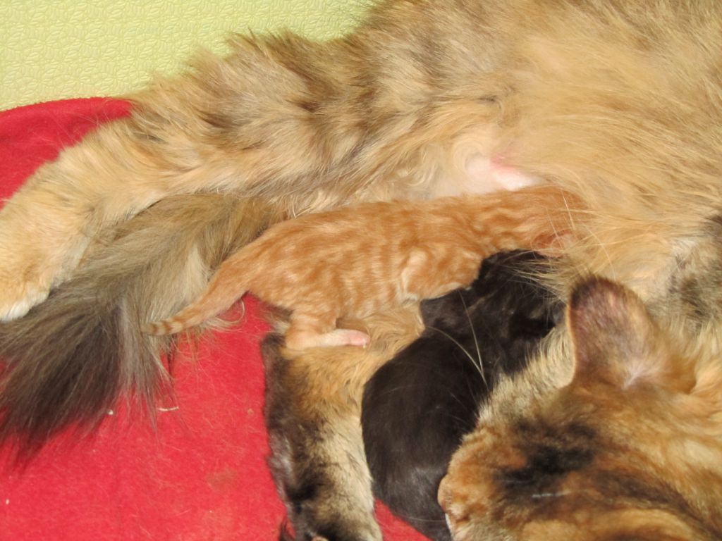 Котята мейн кун (IMG_0505)