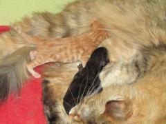 Котята мейн кун (IMG_0506)