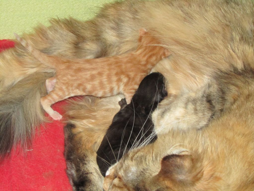 Котята мейн кун (IMG_0506)