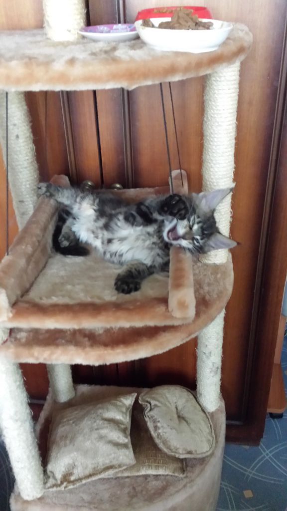 Кот мейн кун Куни (20140312_163811)