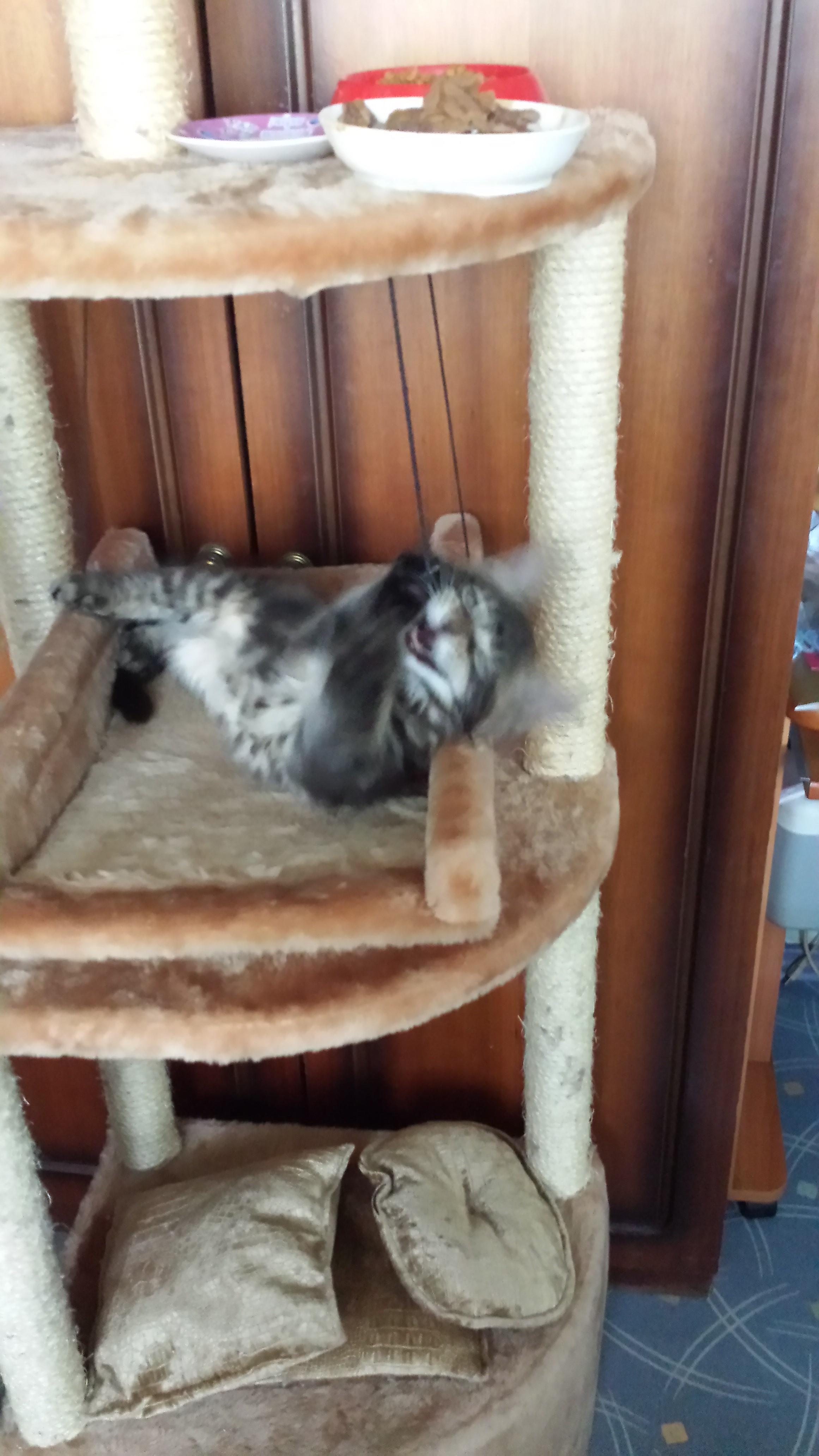 Кот мейн кун Куни (20140312_163816)