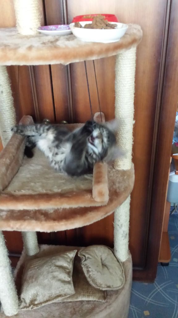 Кот мейн кун Куни (20140312_163816)