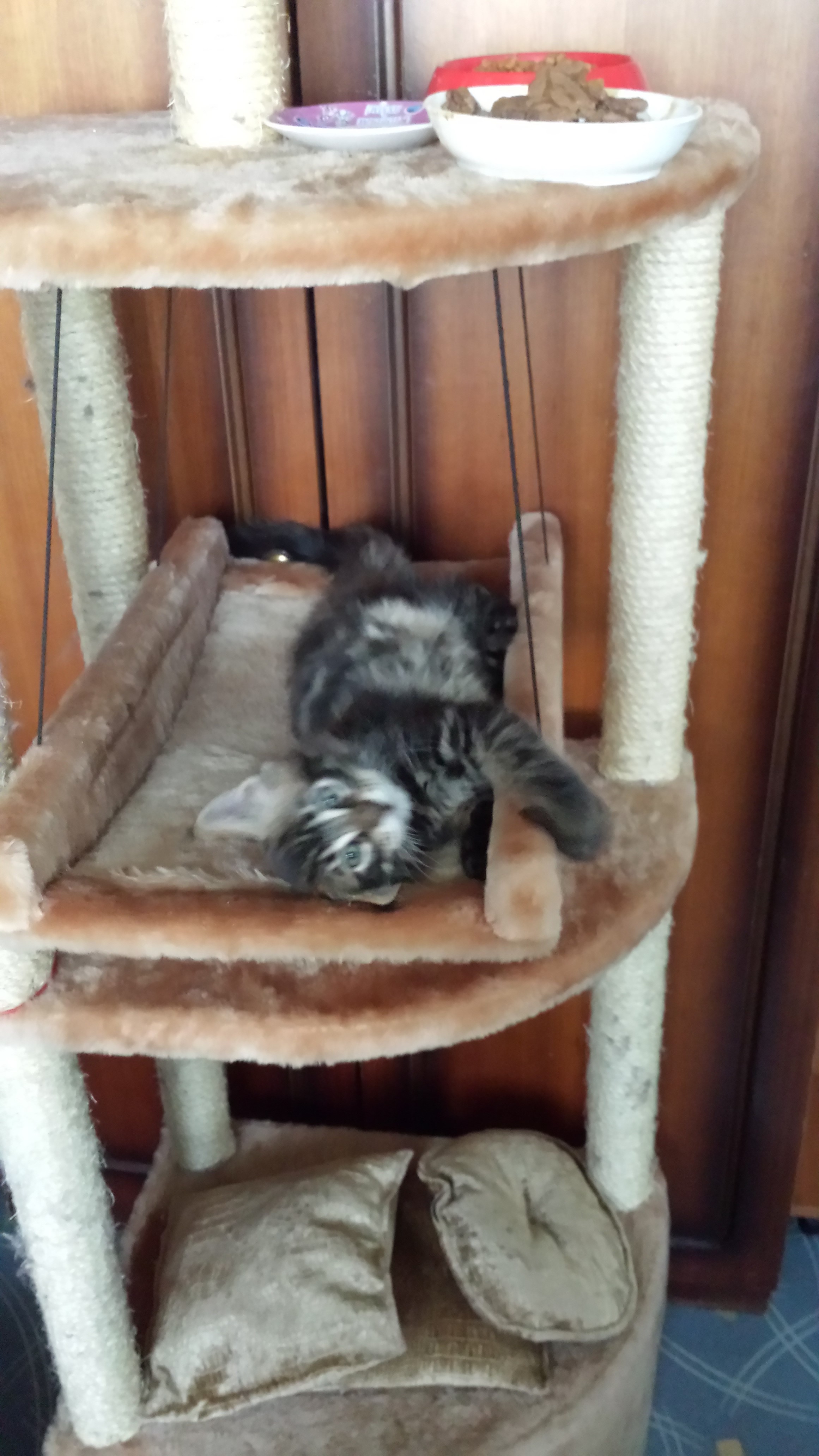 Кот мейн кун Куни (20140312_163821)