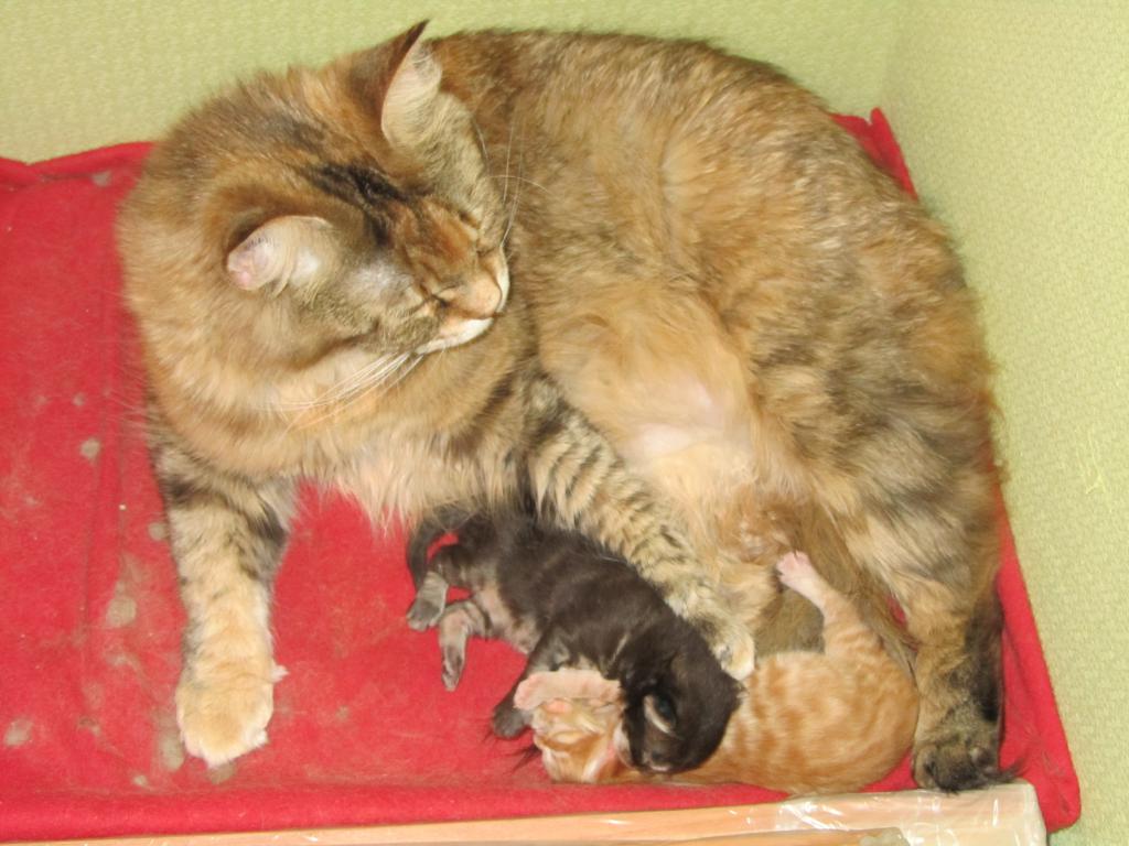 Котята мейн кун (IMG_0507)