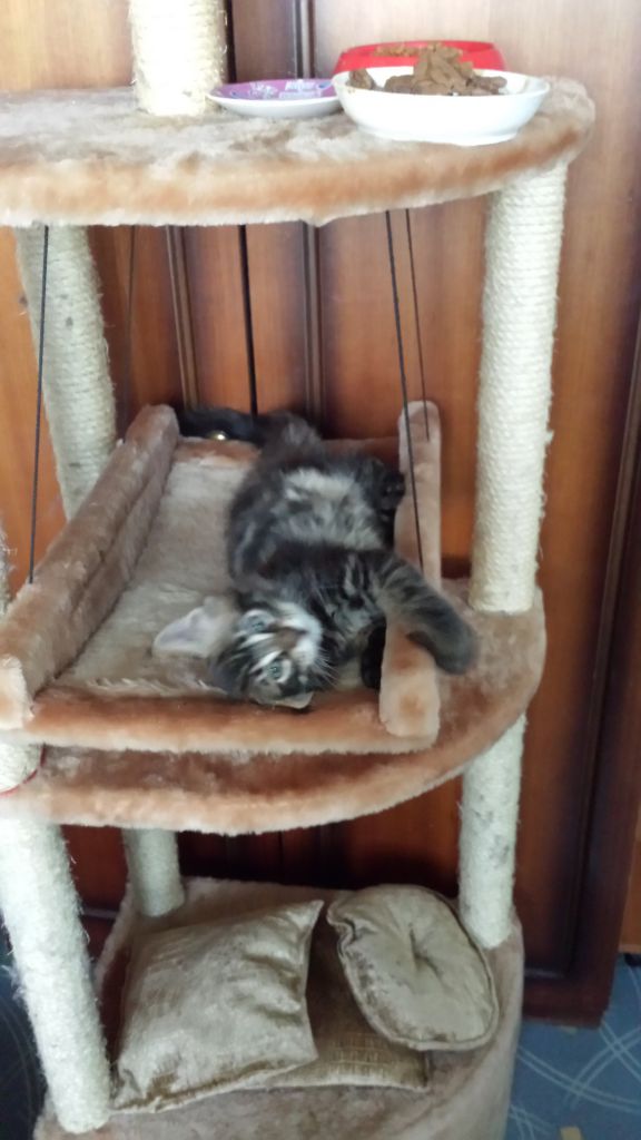 Кот мейн кун Куни (20140312_163821)
