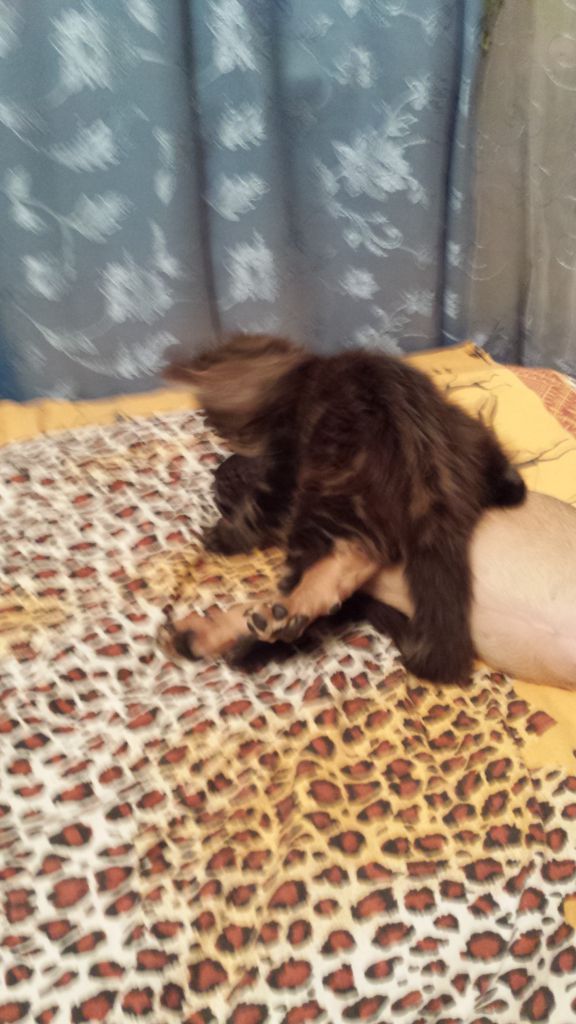 Кот мейн кун Куни (20140314_235757)