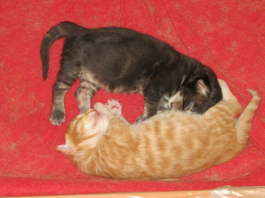 Котята мейн кун (IMG_0510)