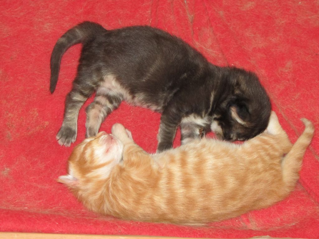 Котята мейн кун (IMG_0511)