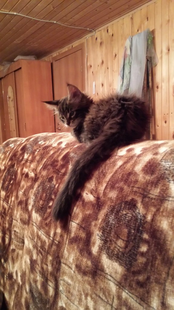 Кот мейн кун Куни (20140323_093241)