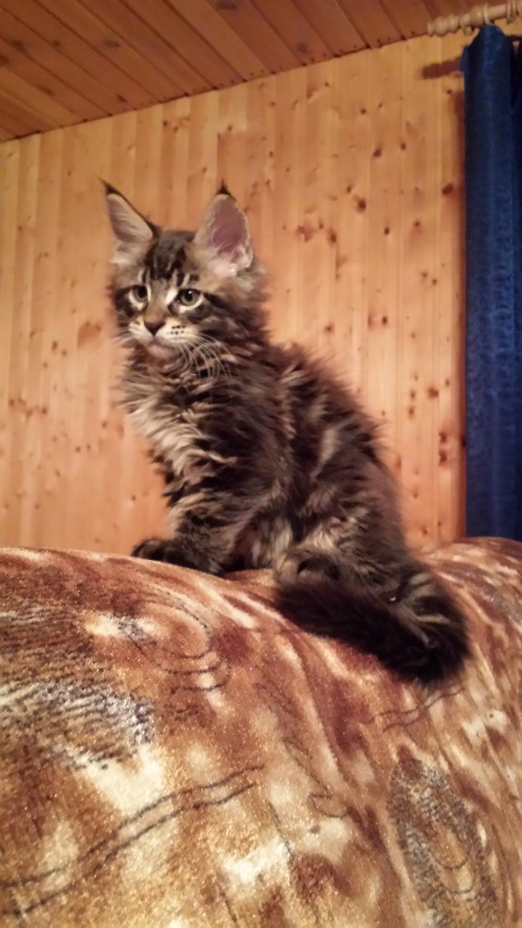 Кот мейн кун Куни (20140323_093242)