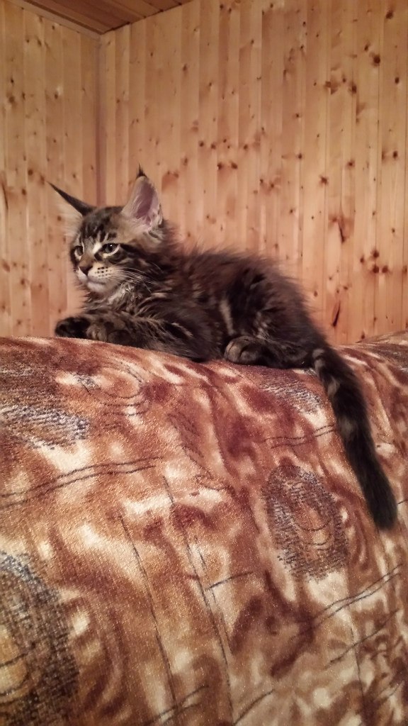 Кот мейн кун Куни (20140323_093243)