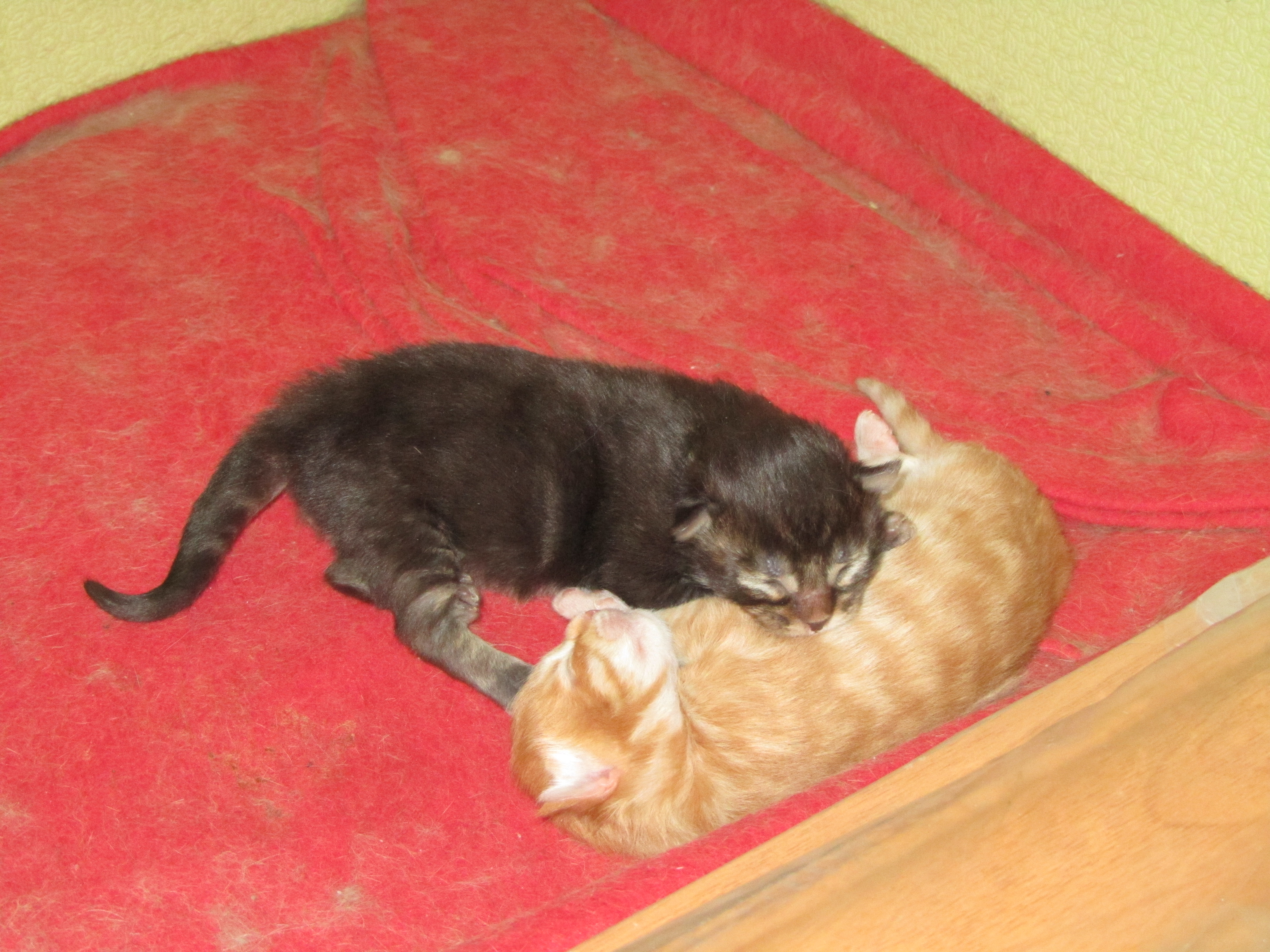Котята мейн кун (IMG_0512)