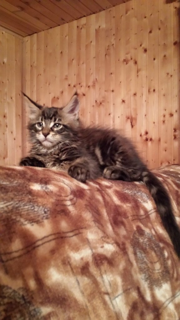 Кот мейн кун Куни (20140323_093244)