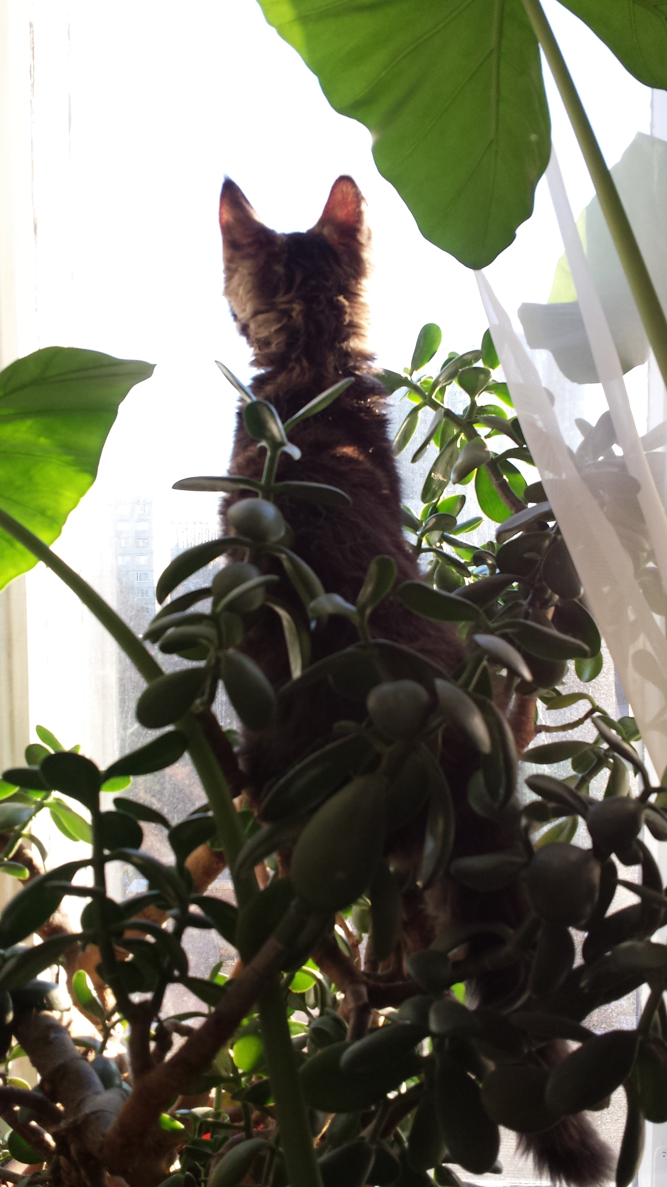Кот мейн кун Куни (20140326_083241)