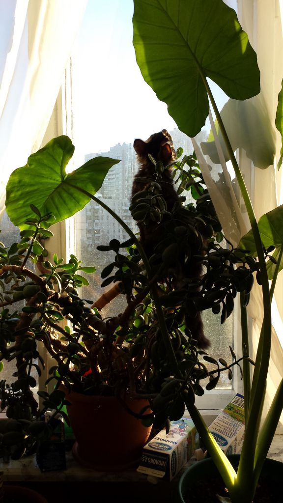 Кот мейн кун Куни (20140326_083247)