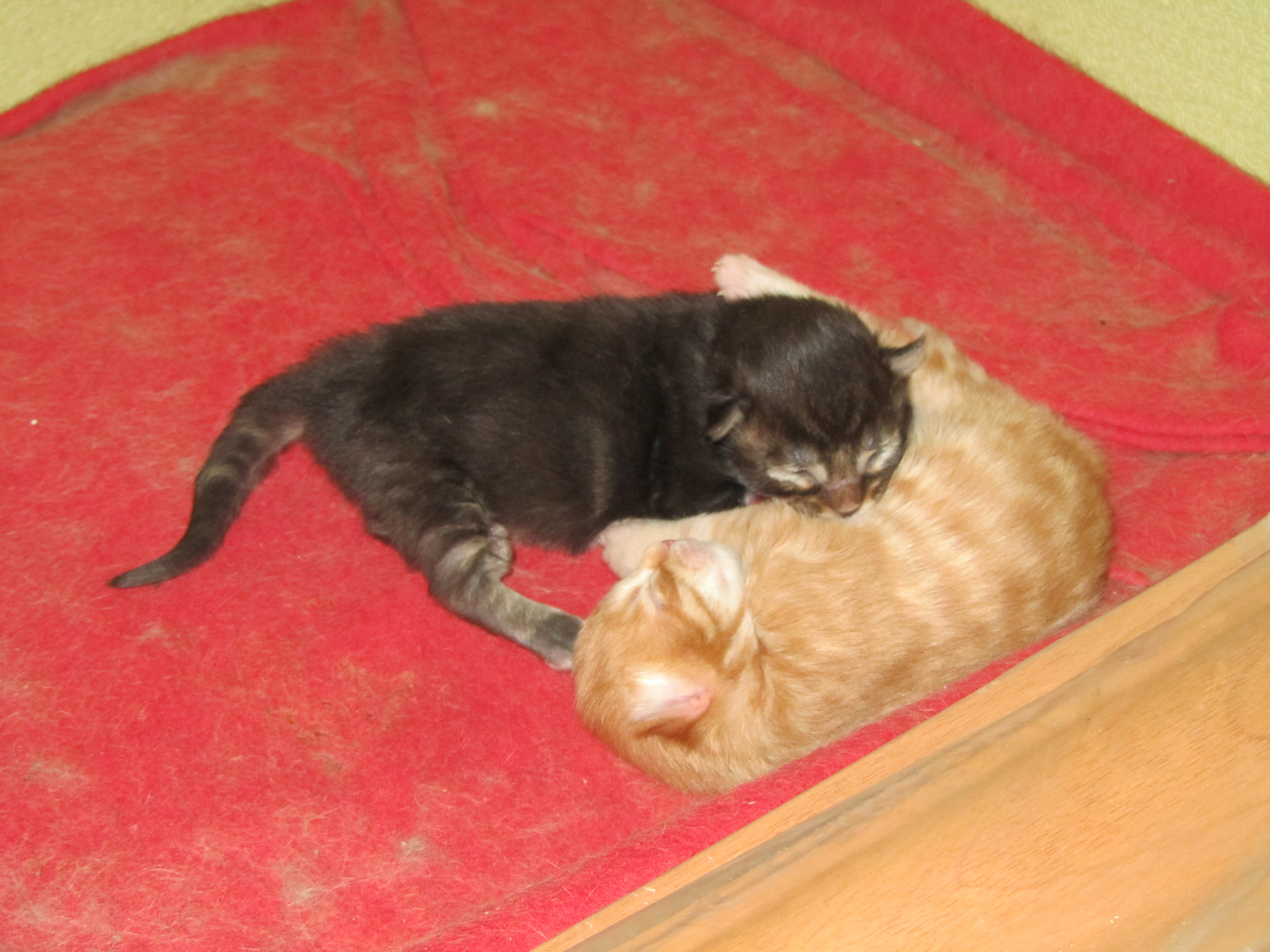 Котята мейн кун (IMG_0513)