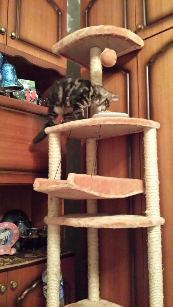 Кот мейн кун Куни (20140415_103001)
