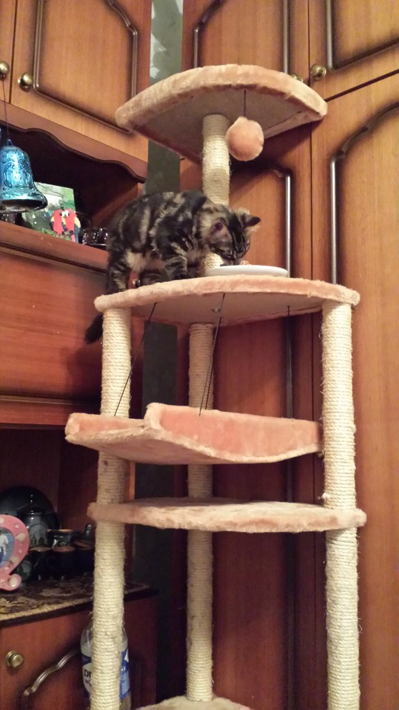 Кот мейн кун Куни (20140415_103002)