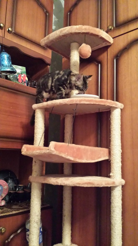 Кот мейн кун Куни (20140415_103003)