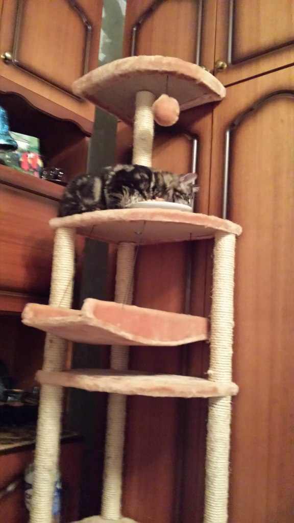 Кот мейн кун Куни (20140415_103005)