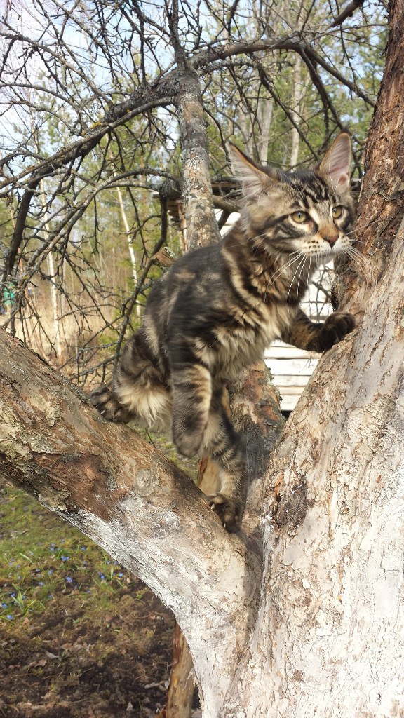 Кот мейн кун Куни (20140423_103105)