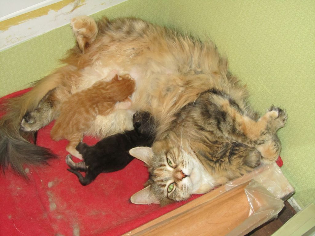 Котята мейн кун (IMG_0514)