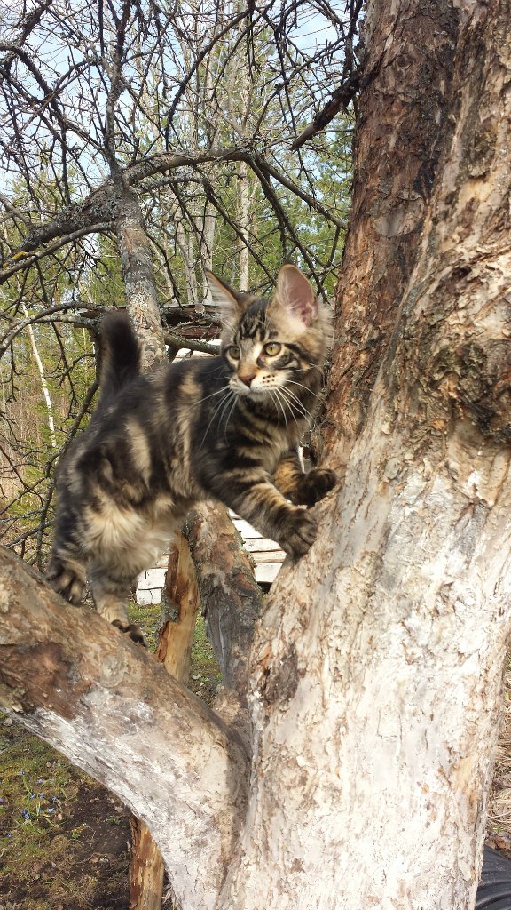 Кот мейн кун Куни (20140423_103106)