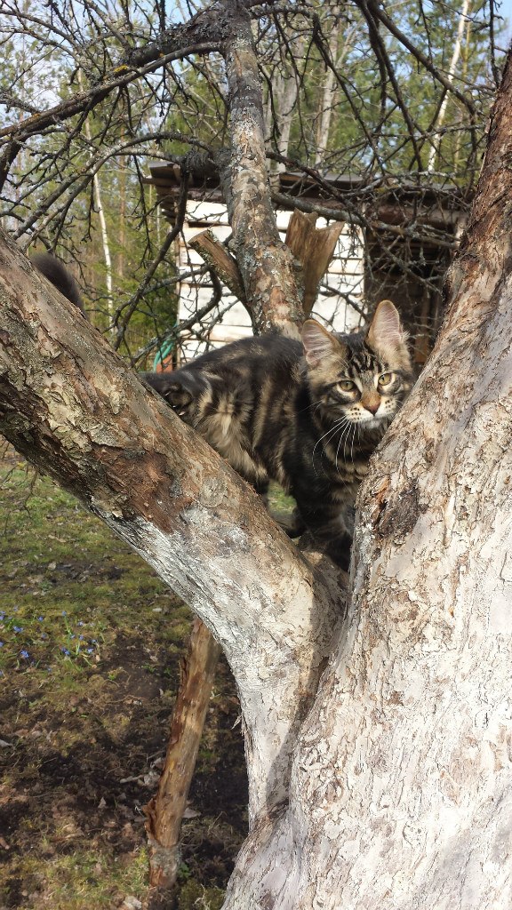 Кот мейн кун Куни (20140423_103107)