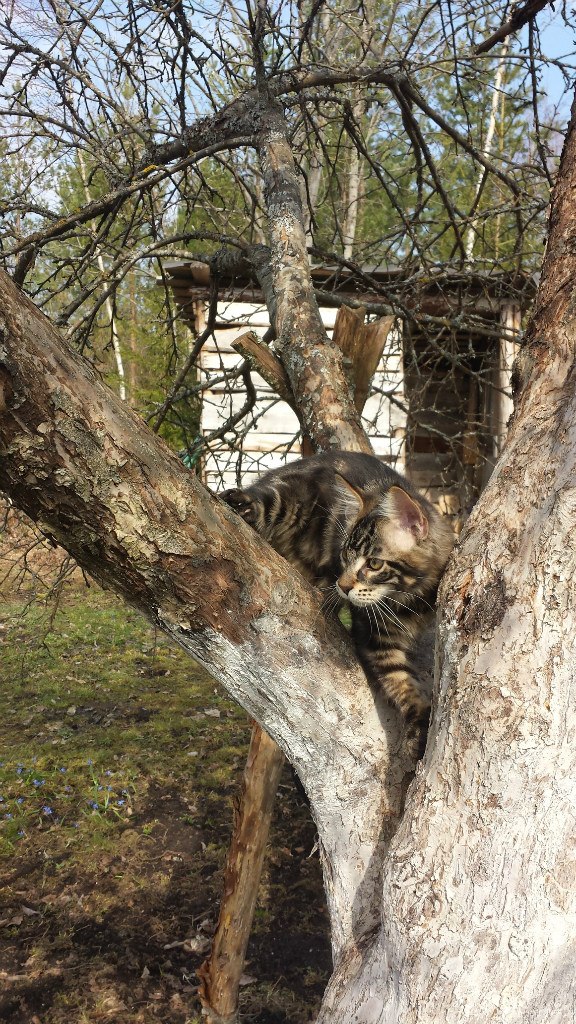Кот мейн кун Куни (20140423_103108)