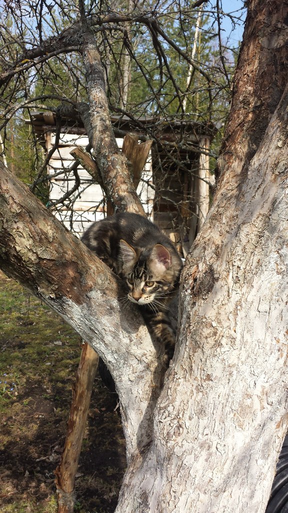 Кот мейн кун Куни (20140423_103109)