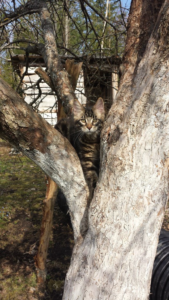 Кот мейн кун Куни (20140423_103110)