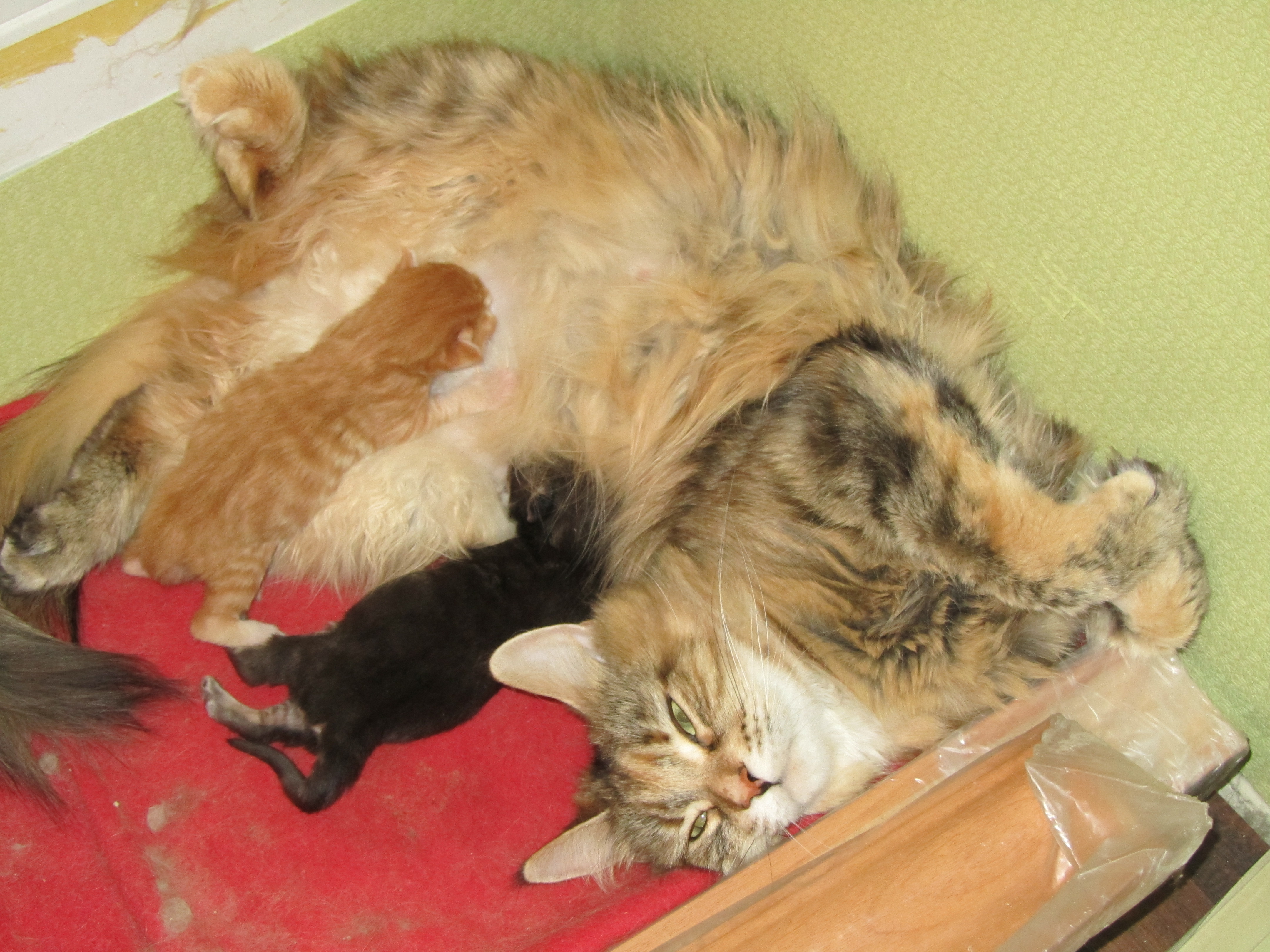 Котята мейн кун (IMG_0515)