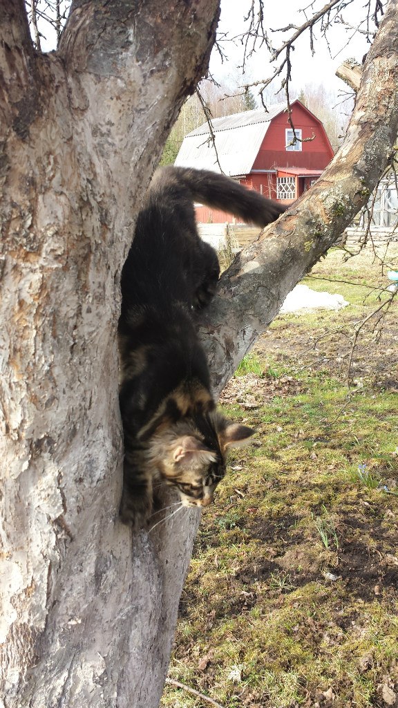 Кот мейн кун Куни (20140423_103111)
