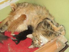 Котята мейн кун (IMG_0515)