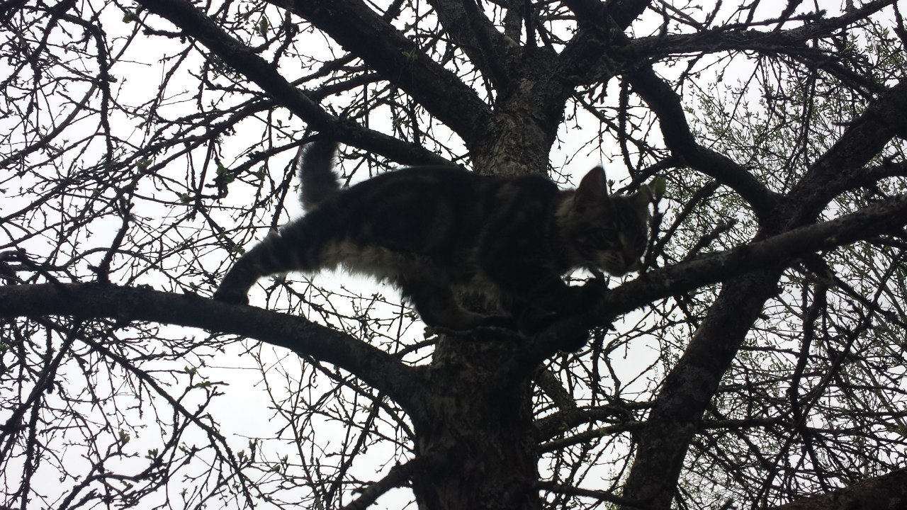 Кот мейн кун Куни (20140503_105302)