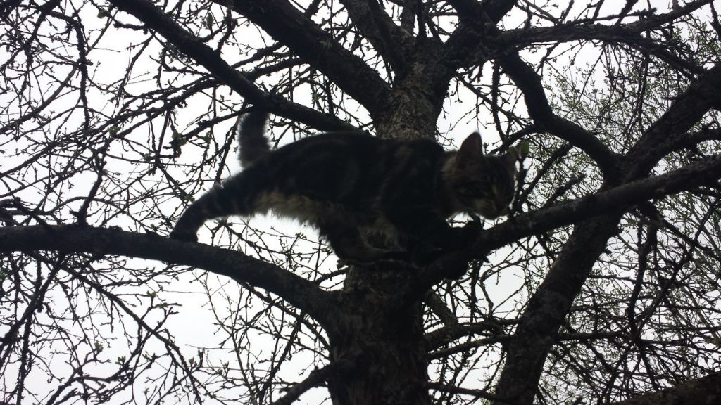 Кот мейн кун Куни (20140503_105302)