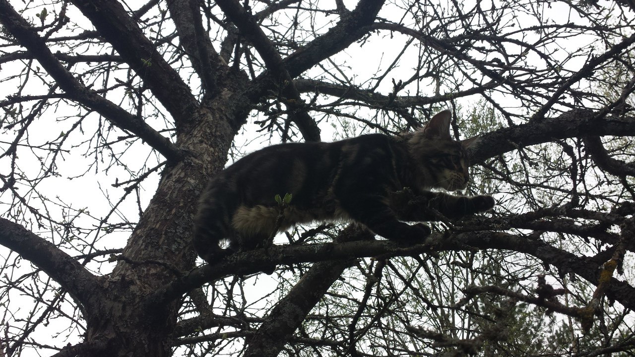 Кот мейн кун Куни (20140503_105303)