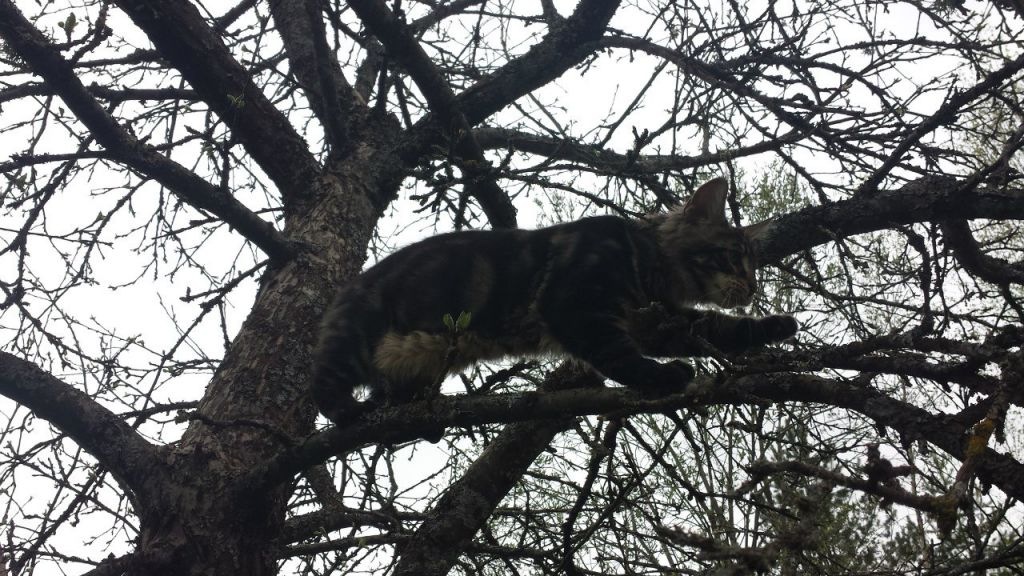 Кот мейн кун Куни (20140503_105303)