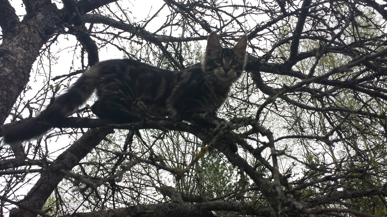 Кот мейн кун Куни (20140503_105304)