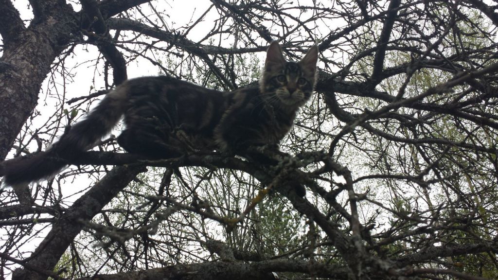 Кот мейн кун Куни (20140503_105304)