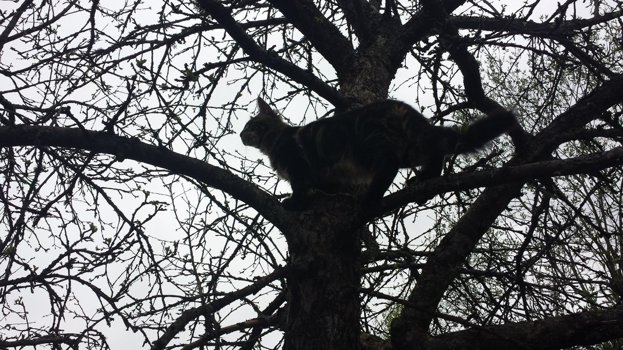 Кот мейн кун Куни (20140503_105305)