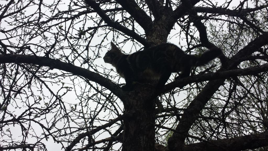 Кот мейн кун Куни (20140503_105305)