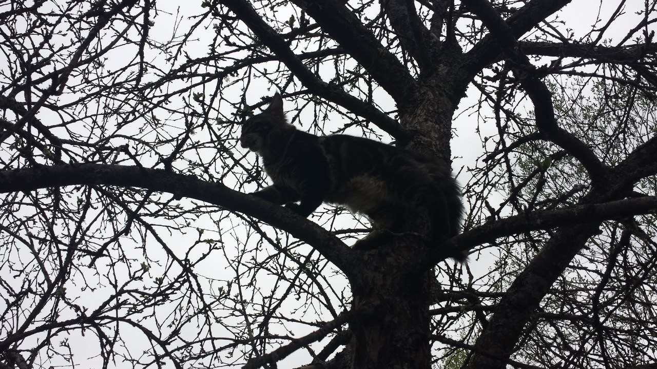 Кот мейн кун Куни (20140503_105306)