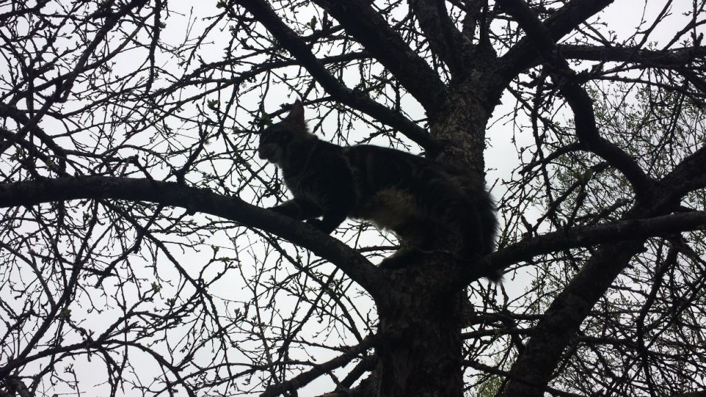 Кот мейн кун Куни (20140503_105306)
