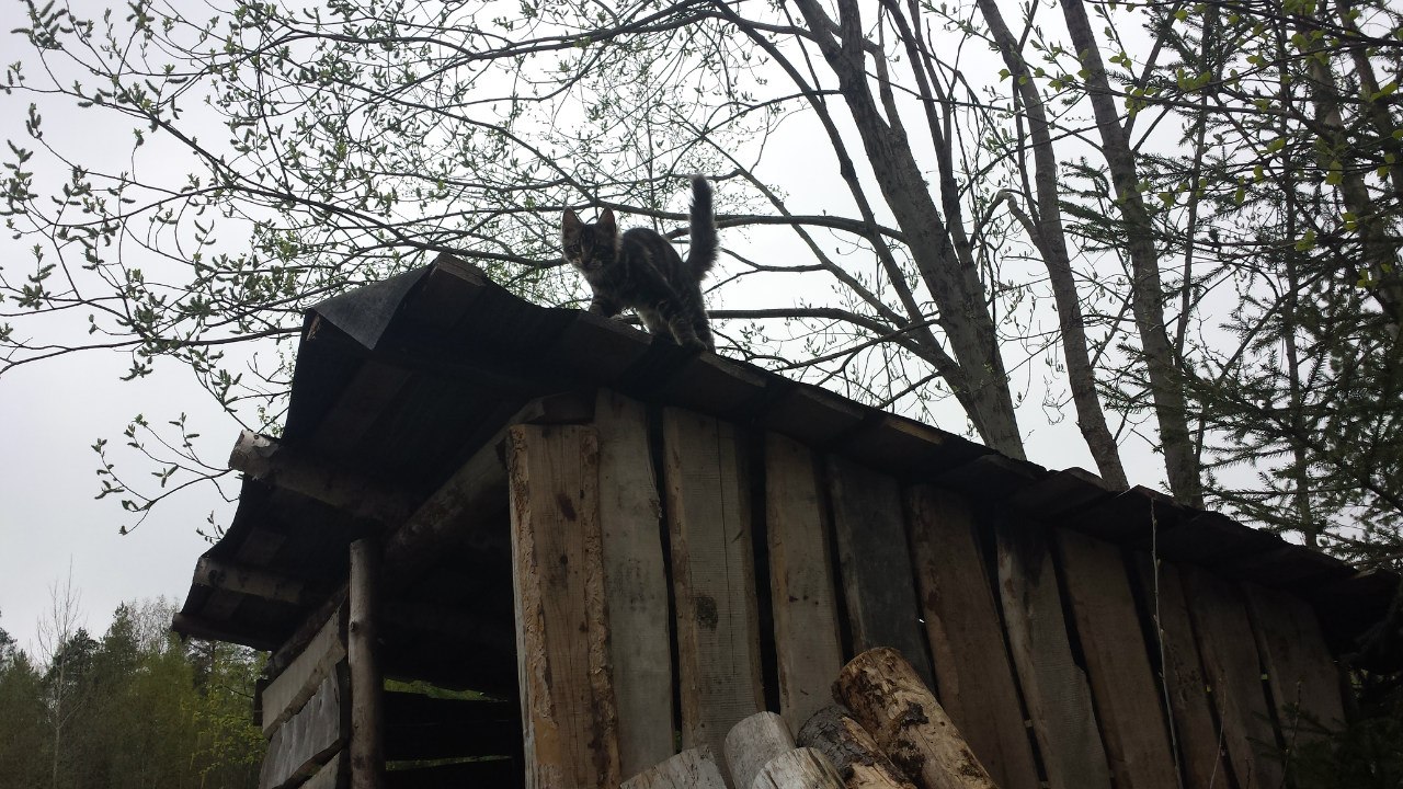Кот мейн кун Куни (20140503_105307)