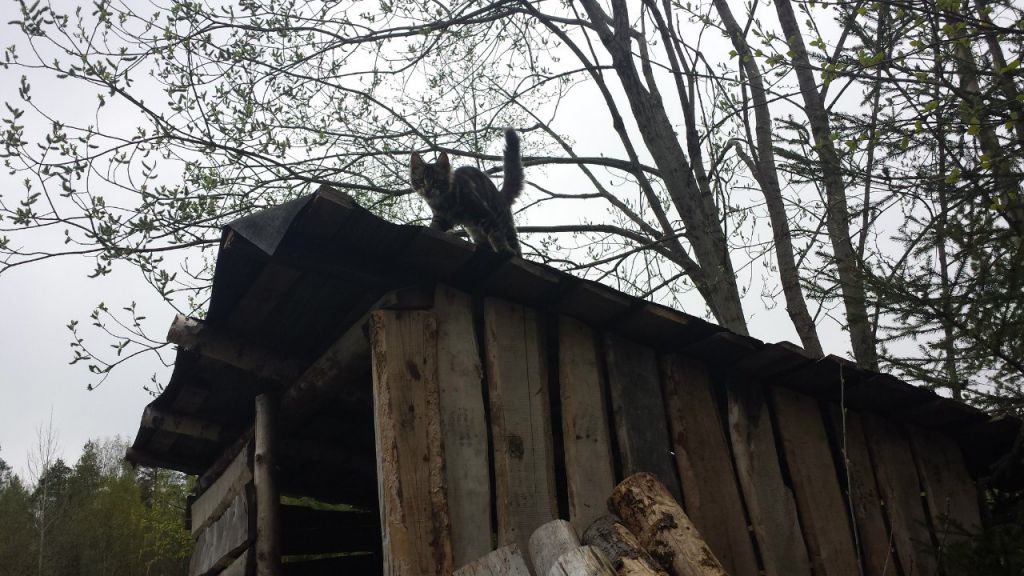 Кот мейн кун Куни (20140503_105307)