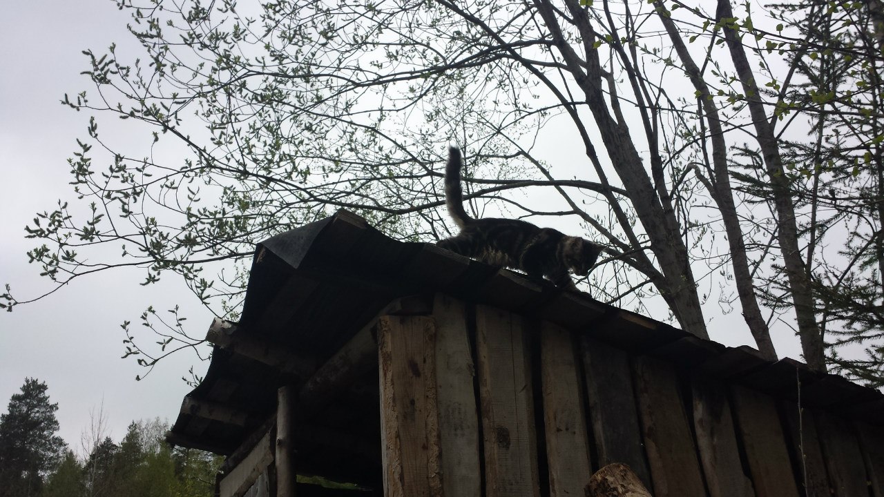 Кот мейн кун Куни (20140503_105308)
