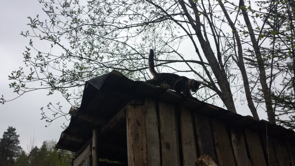 Кот мейн кун Куни (20140503_105308)